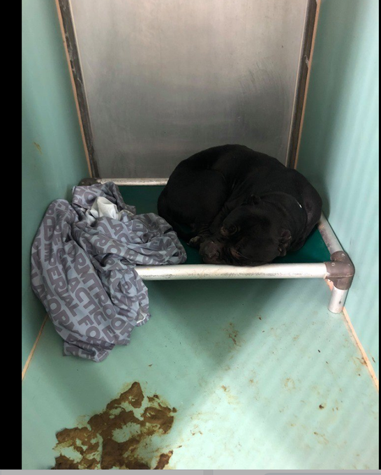 GiveLuckyBack's tweet photo. If we let one #Citizen & great Guardian of a Murdered #Dog get railroaded by the @NYCACC all of our #Cats #Dogs & #Pets are less safe. All of us could become targets of #KateHansen in her desperate efforts to protect this #KillPound. #FireKate #InvestigateKate #Cruel #Vile https://t.co/Xg0V74zbvR