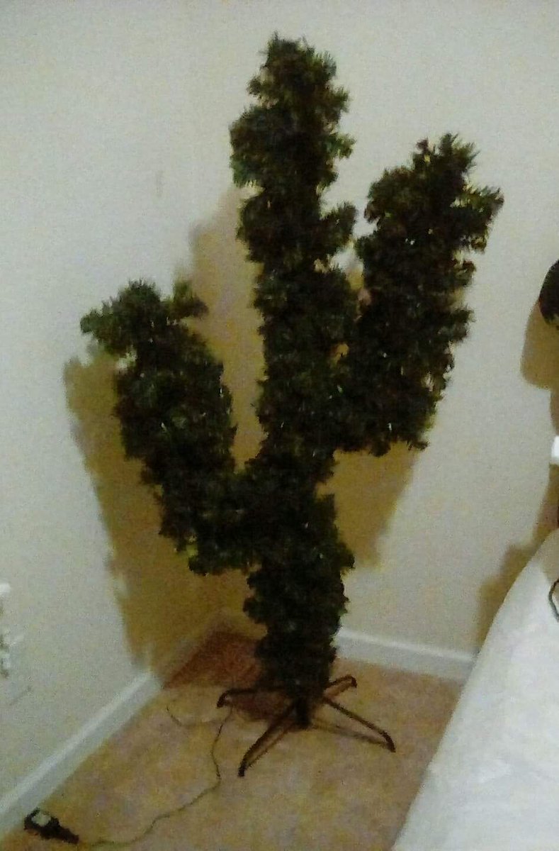 GingerTurtle94's tweet photo. #CactusTree #tistheseason #happyholidays2019 https://t.co/pnvv8G2VCu