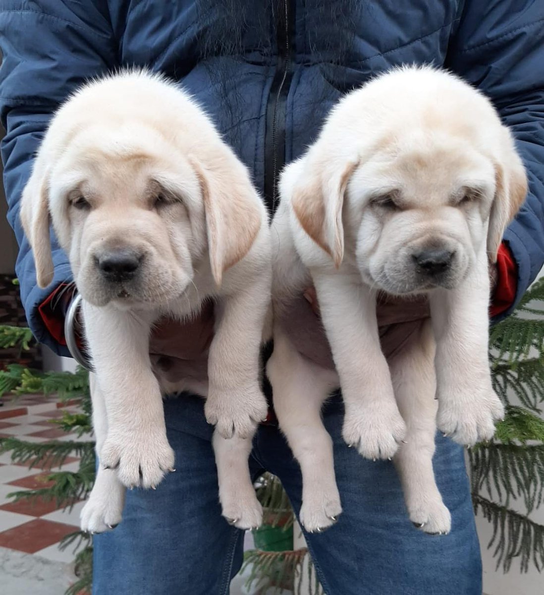 Kci Registered Labrador 2025