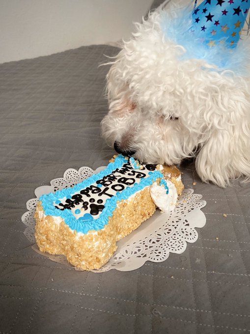 3 pic. Happy 1st Birthday to my little Bolbi ?? https://t.co/EGTx9xdyIR