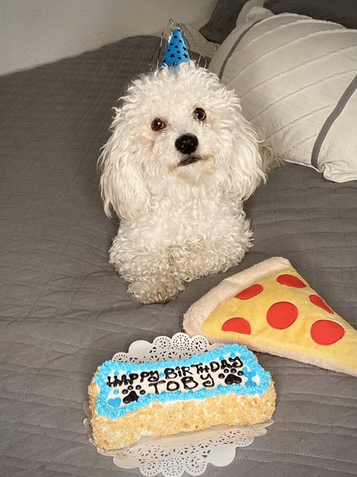1 pic. Happy 1st Birthday to my little Bolbi ?? https://t.co/EGTx9xdyIR