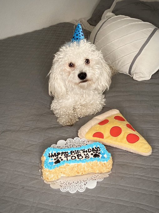 2 pic. Happy 1st Birthday to my little Bolbi ?? https://t.co/EGTx9xdyIR