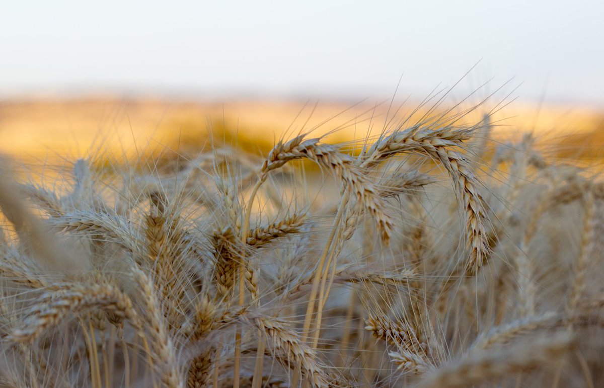 The WeedSmart team is researching the use of crop competition as a tool, specifically looking at competitive varieties. 

Q: With a plethora of competitive wheat varieties to choose from – let us know which is your ‘go-to’ for its competitive traits in the comments 👇👇