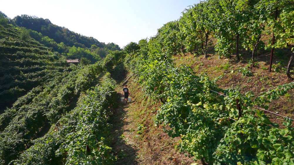 Altaneve tweet media