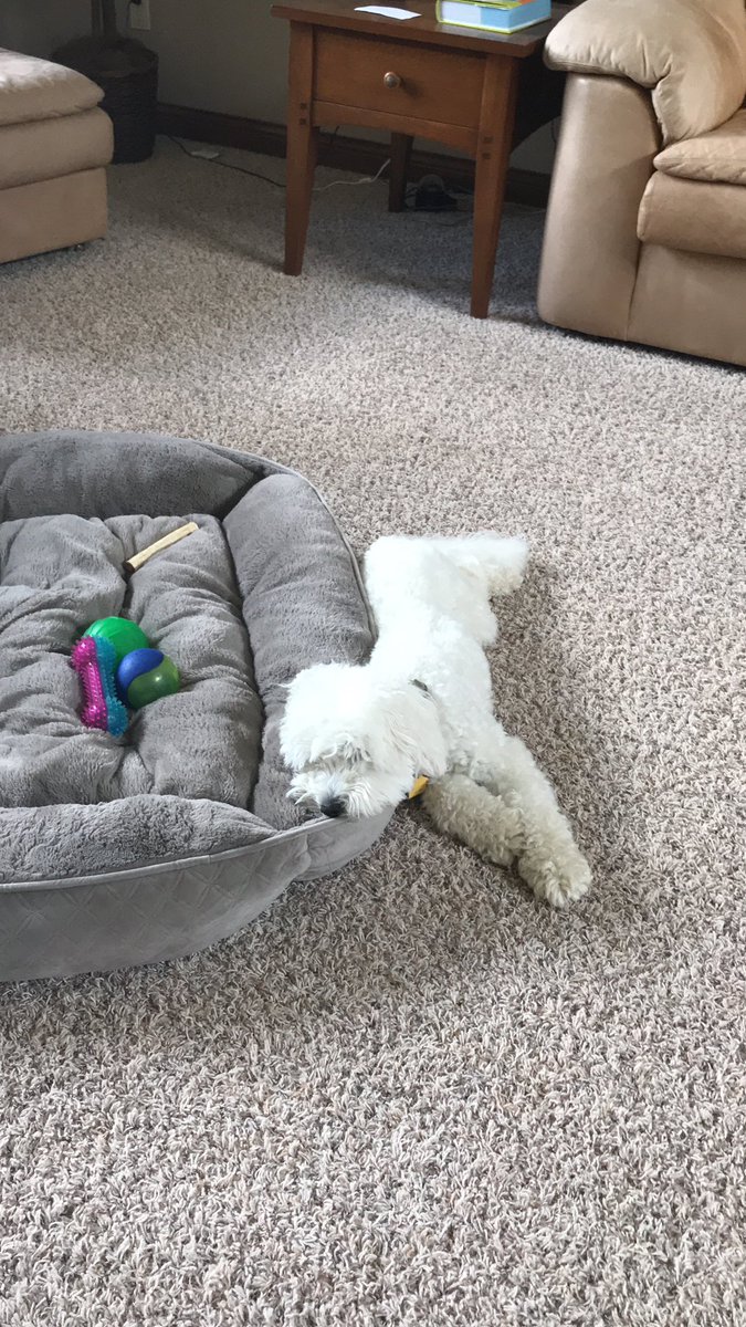 NicholasSieg's tweet photo. Me: buys $50 bed for my dog which is 3 times her size

My dog: https://t.co/IL2hd9Grv0