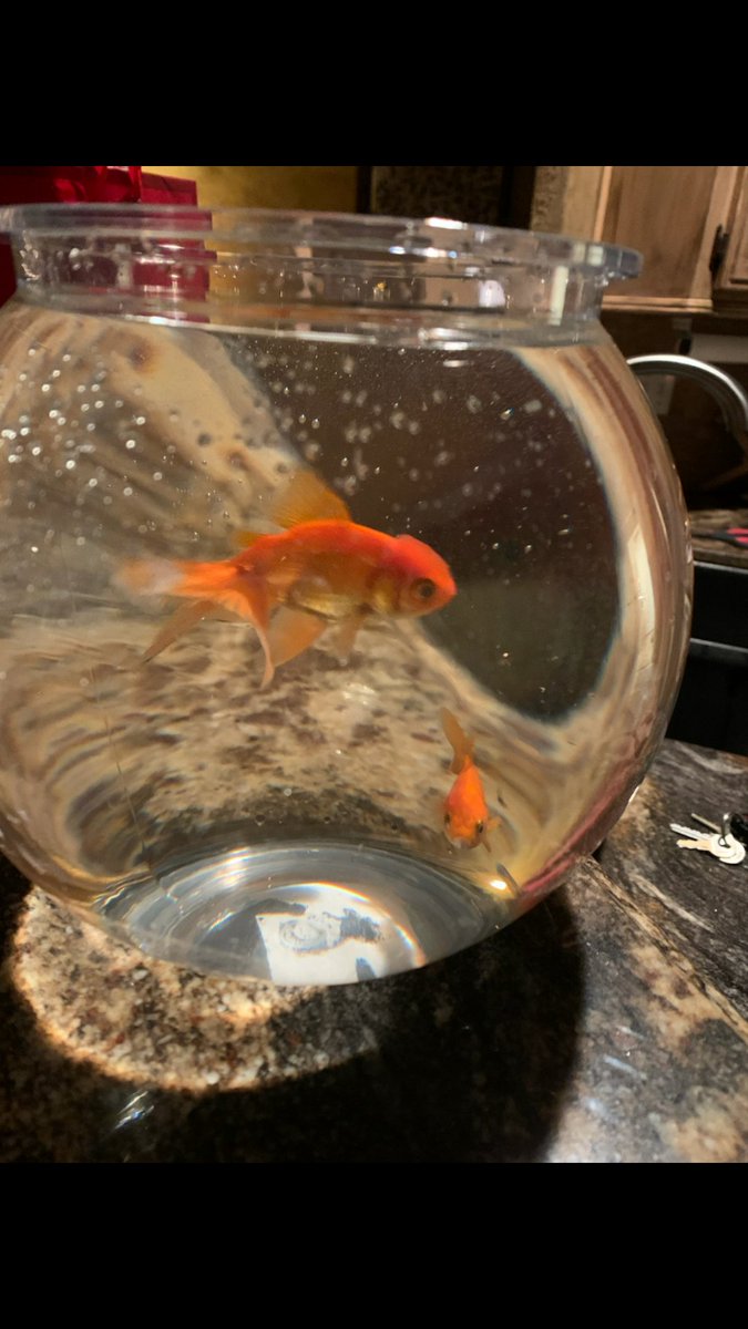 amanahnkhan's tweet photo. I GOT TWO GOLDFISHES!!! My first ever pets!! 🙌  Thanks to my Secret Santa💗 https://t.co/b1nCvShsCH