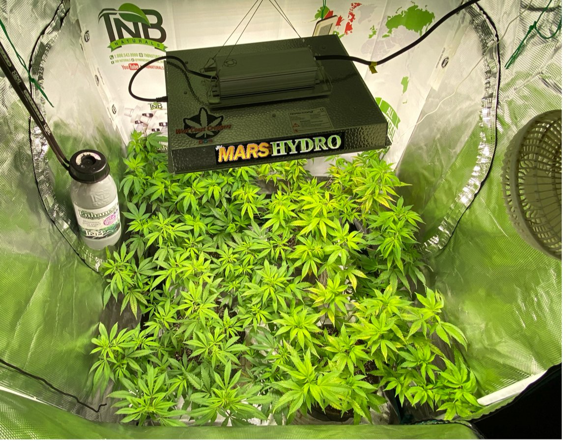 Mars Hydro – TS1000 