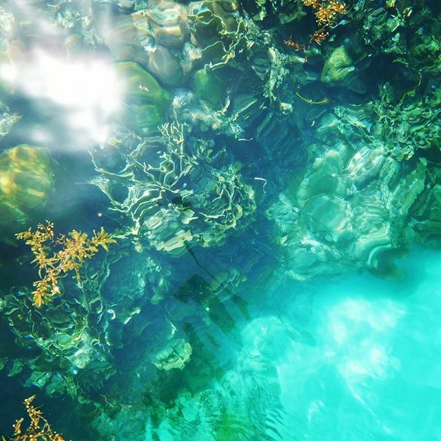 WinfliSailtrip's tweet photo. Desde la superficie!

#snorkel #caribbeanstyle #reef #coral #underwater #sailtrip #winflisailtrip  #oceanlovers #oceanolimpio #travel #viajar #snorkeling #sailinglife #freediving #comejoinus #proximasvacaciones #wildpanama #panamatrip https://t.co/dZNSGkwxLm https://t.co/TGNlqo2Bjf