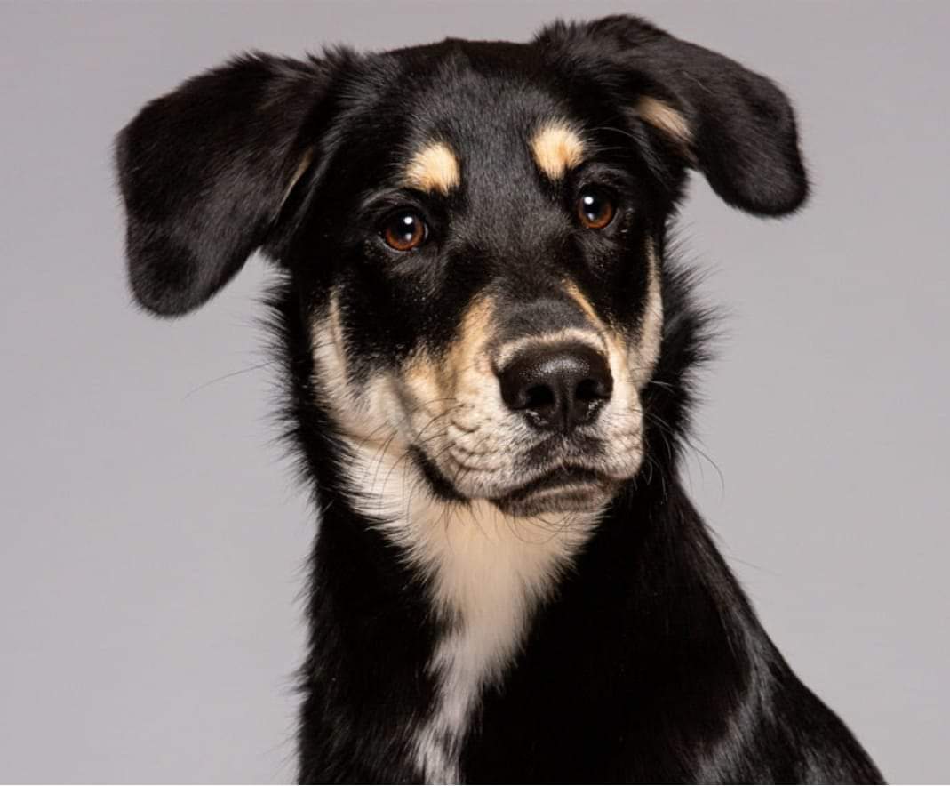 lhamby1955's tweet photo. Trigger's a handsome boy! And his cute little Guido mustache is so cute! https://t.co/z0VPKEjG5I