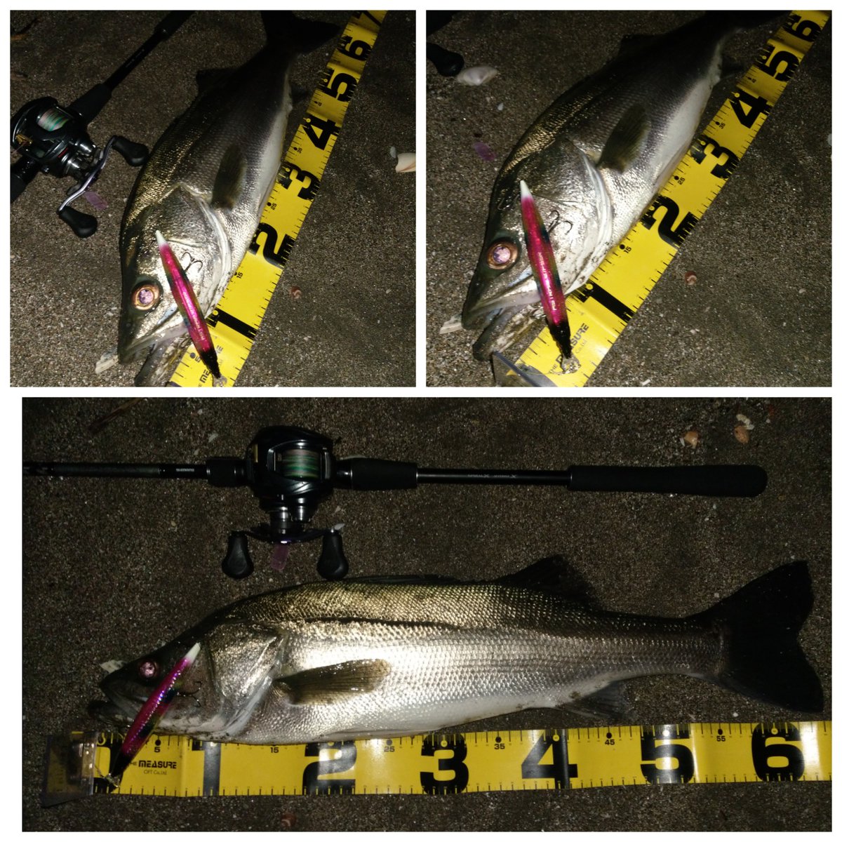 タカパリ 今度は三浦海岸に移動して朝マヅメ 65センチだけど 産卵前のブリブリのゴン太くんでした ルアーはエクリプス アストレイア127ssrのサーフカラー アストレイアは かなり良い仕事します ベイトタックル スティーズ エクリプス アストレイア