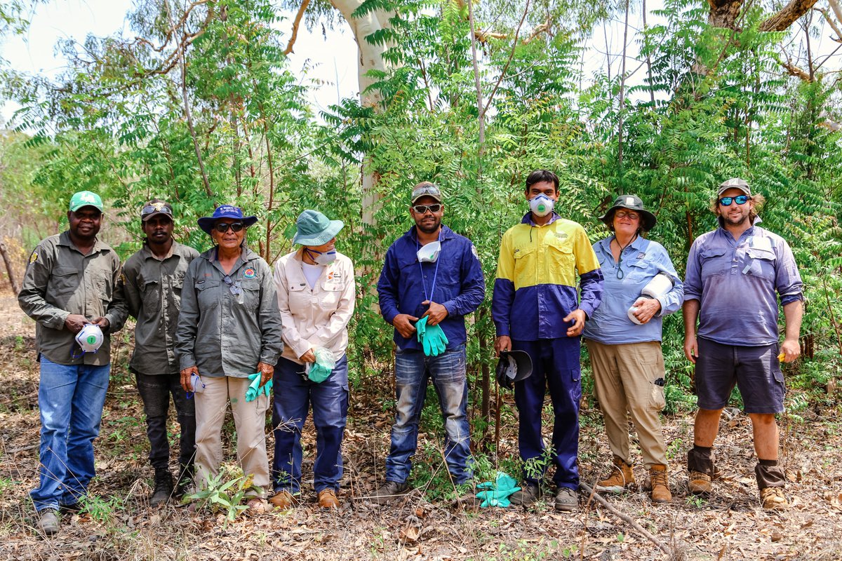 Invasive weed eradication for healthy country 🌱
Our rangers have recently completed training on treating and managing weeds so they can help to manage weeds like the pesky Neem Tree which is threatening ecosystems and cultural sites.
