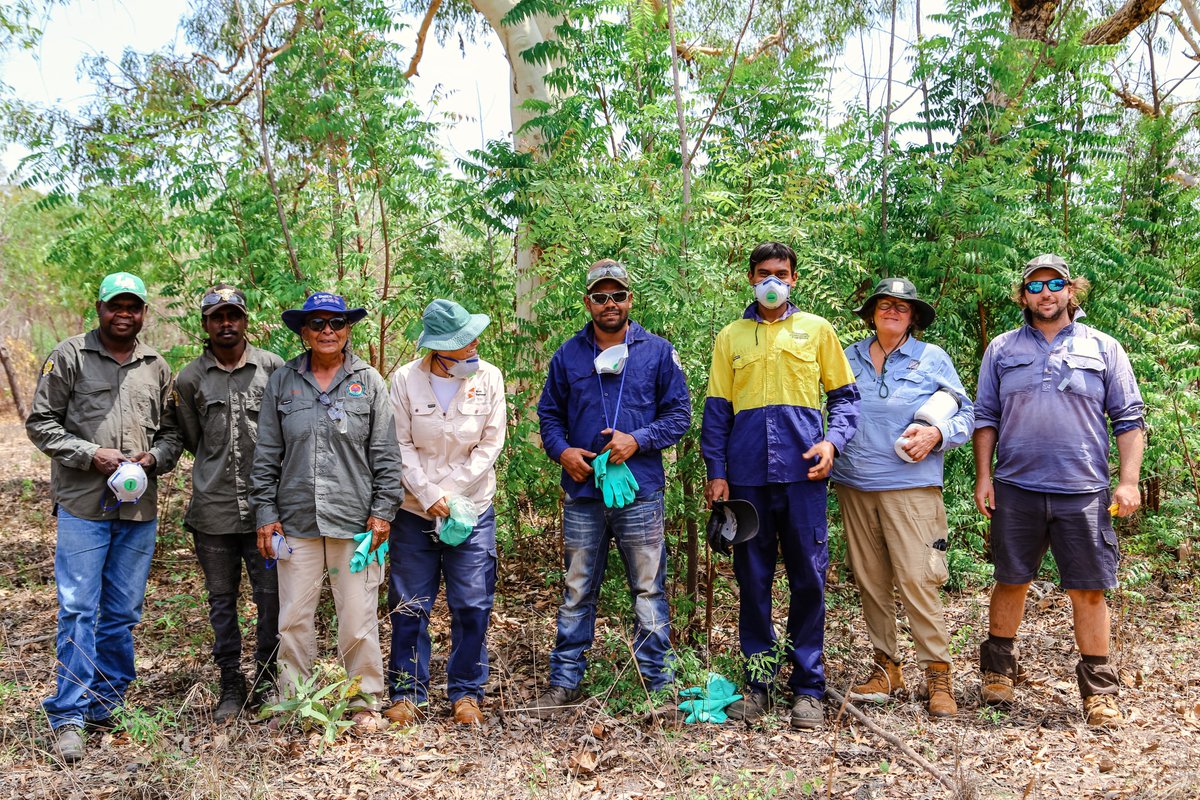 Invasive weed eradication for healthy country 🌱 Our rangers have recently completed training on treating and managing weeds so they can help to manage weeds like the pesky Neem Tree which is threatening ecosystems and cultural sites.