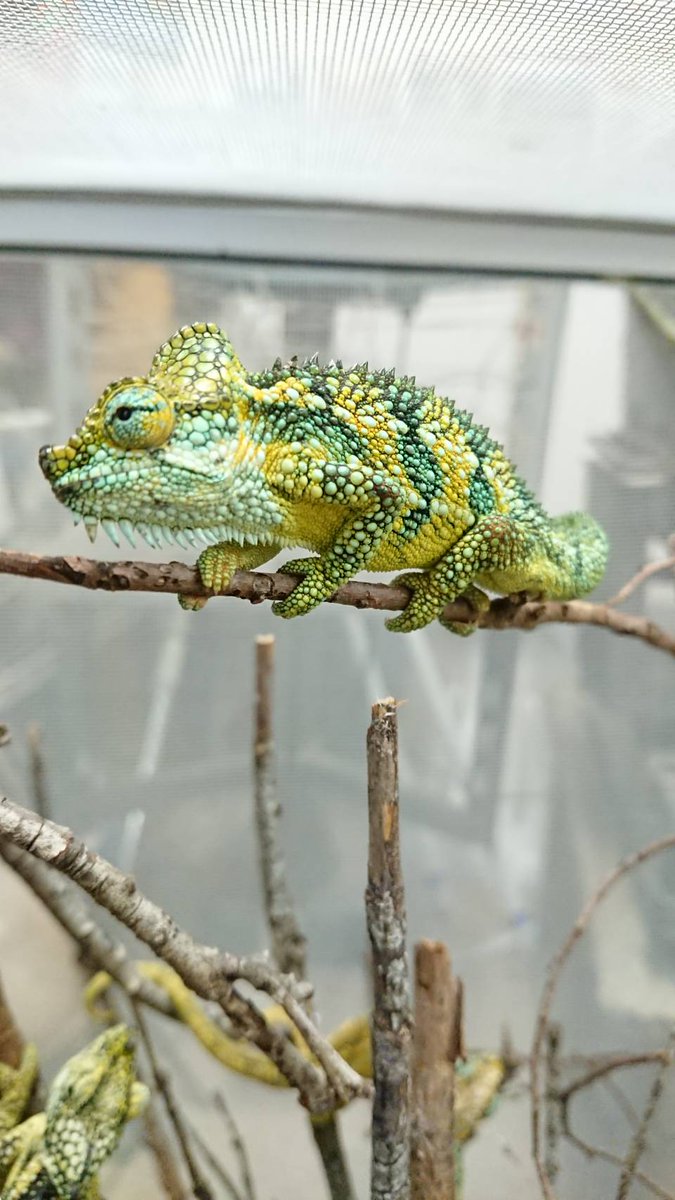 カメレオ フォト カメレオ Takashi オフィシャルアーティスト写真 New Visual Hair&make