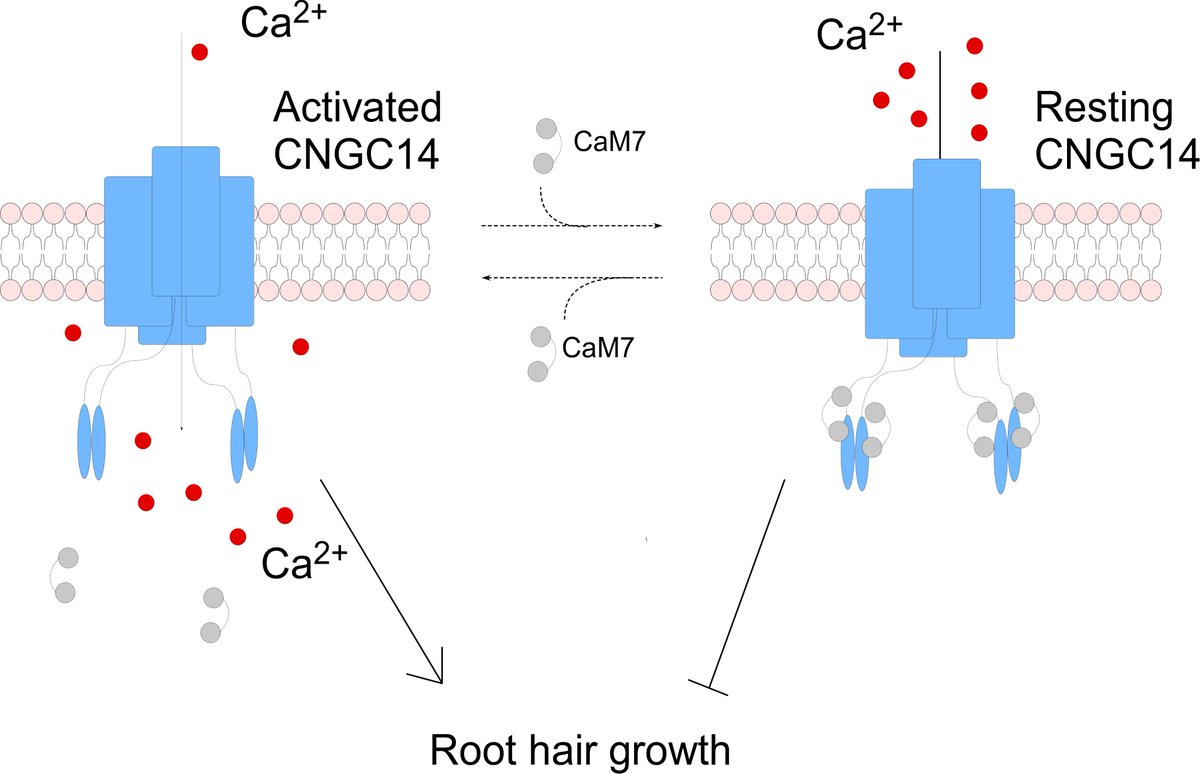 Jipb On Twitter Calcium Oscillations Determine The Polarity Of