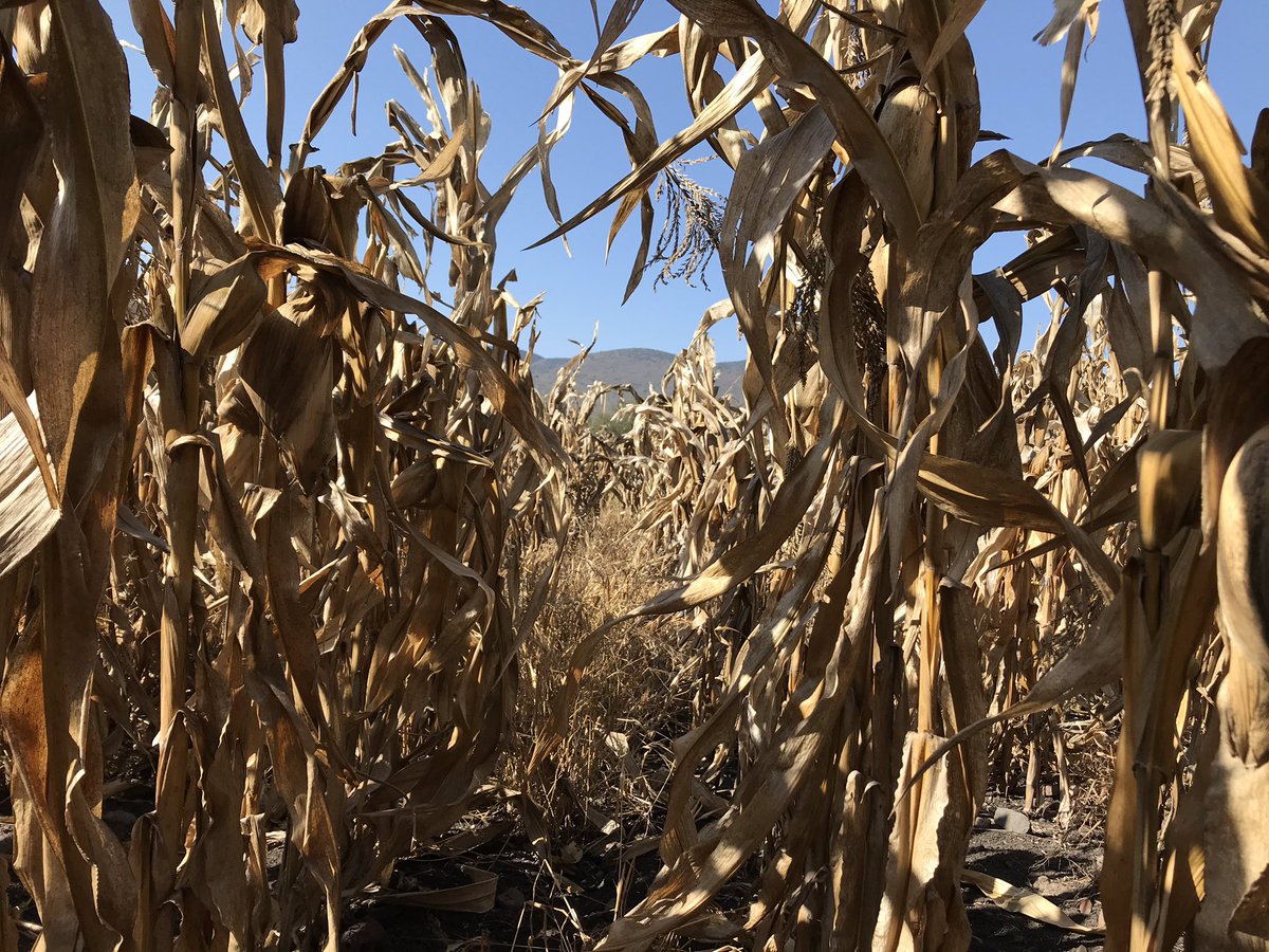 Colecta de muestras: Estimación de rendimiento en la plataforma de temporal en Rancho Seco, Cuitzeo Michoacán. Evaluación de 13 variedades de maíz (comerciales e IMIC). <a href="/CIMMYT/">CIMMYT</a> <a href="/RInnovac/">Red_InnovAC</a> <a href="/HubBajio/">Hub Bajío</a>