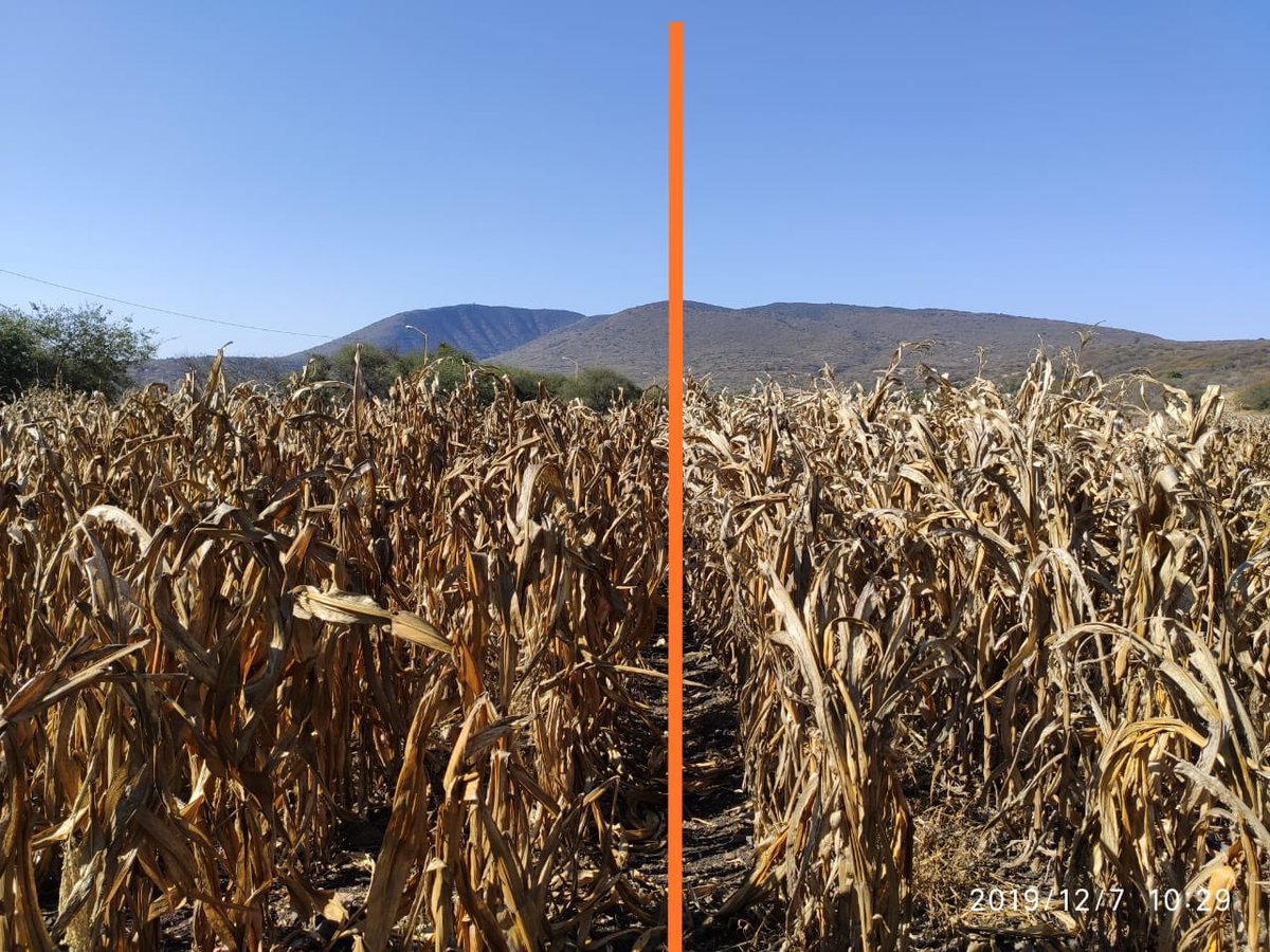 RInnovac's tweet photo. Colecta de muestras: Estimación de rendimiento en la plataforma de temporal en Rancho Seco, Cuitzeo Michoacán. Evaluación de 13 variedades de maíz (comerciales e IMIC). @CIMMYT @RInnovac @HubBajio https://t.co/ZAA1jgCmJU