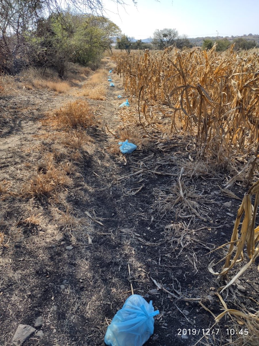 RInnovac's tweet photo. Colecta de muestras: Estimación de rendimiento en la plataforma de temporal en Rancho Seco, Cuitzeo Michoacán. Evaluación de 13 variedades de maíz (comerciales e IMIC). @CIMMYT @RInnovac @HubBajio https://t.co/ZAA1jgCmJU