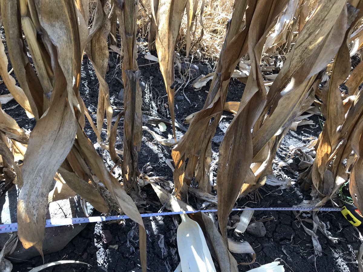 RInnovac's tweet photo. Colecta de muestras: Estimación de rendimiento en la plataforma de temporal en Rancho Seco, Cuitzeo Michoacán. Evaluación de 13 variedades de maíz (comerciales e IMIC). @CIMMYT @RInnovac @HubBajio https://t.co/ZAA1jgCmJU