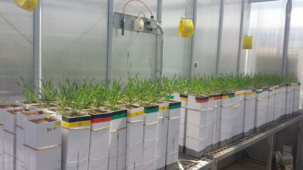 Rebecca Vandegeer (@rvandegeer) on Twitter photo New paper out shows that not all droughts are equal in the eyes of a grass... <a href="/westsyduhie/">Western Sydney U - HIE</a> <a href="/asps_ozplants/">Australian Society of Plant Scientists</a>
sciencedirect.com/science/articl… New paper out shows that not all droughts are equal in the eyes of a grass... <a href="/westsyduhie/">Western Sydney U - HIE</a> <a href="/asps_ozplants/">Australian Society of Plant Scientists</a>
sciencedirect.com/science/articl…
