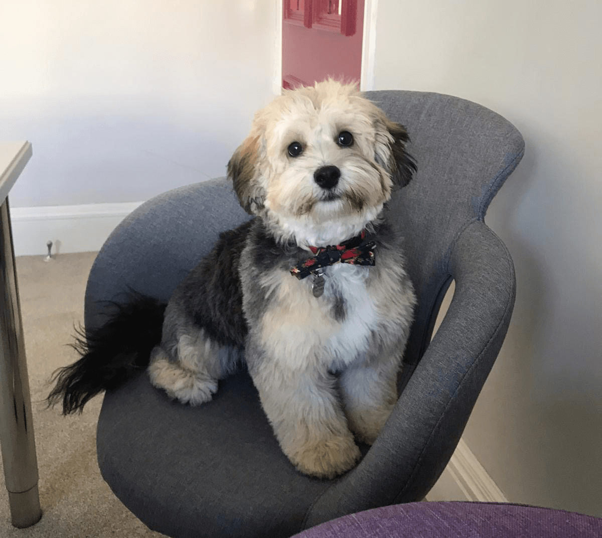 We were joined by a very special guest in this mornings meeting, Jax the Lhasapoo 🐶 #OfficeDog #WednesdayMotivation