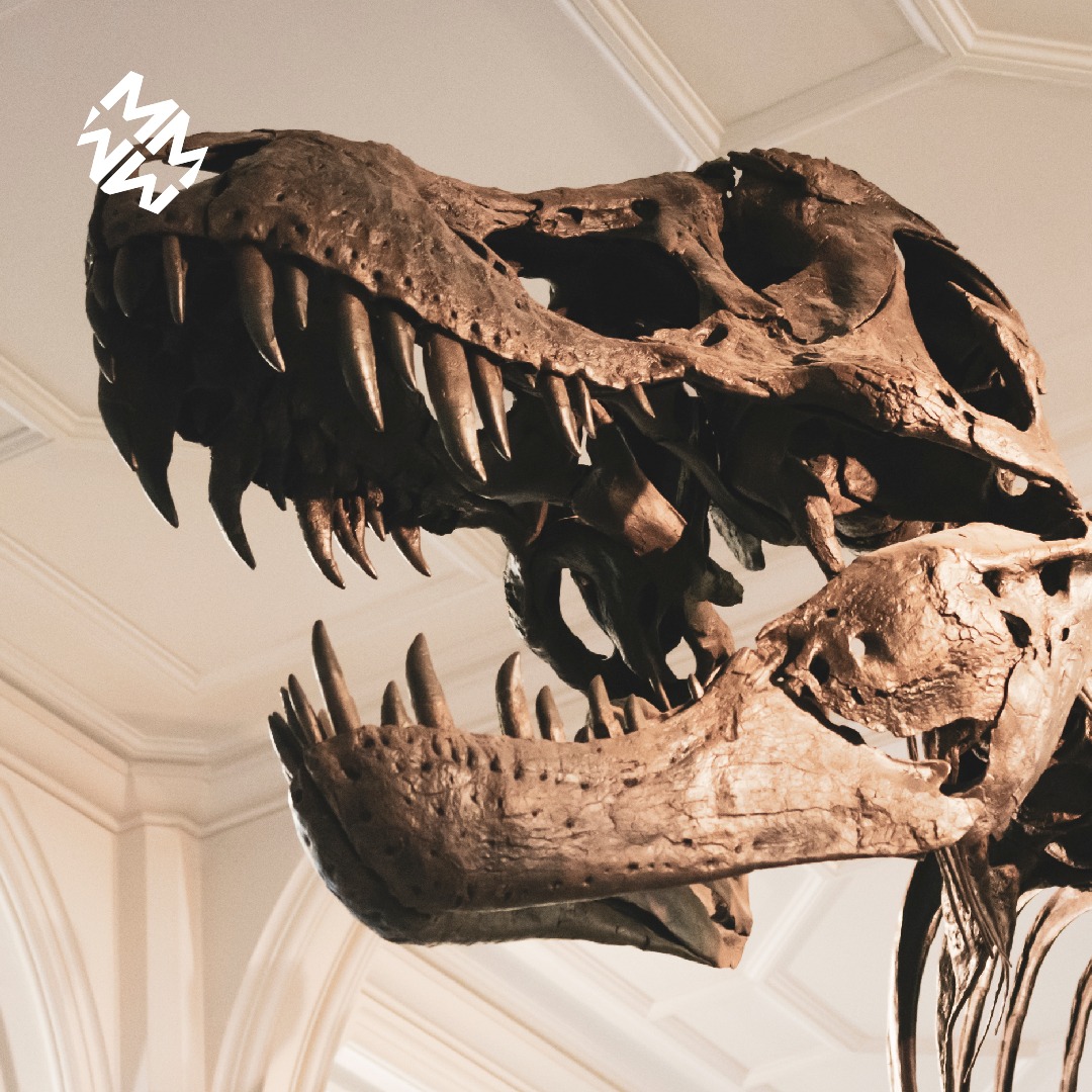 👉 ¡Solo para los más curiosos!
Viaja por el #Jurásico a través del estudio de #fósiles de #dinosaurios en nuestro Taller de Paleontología 🦖
🦕 de 💥🎼 MenudaMúsica ⭕⬆ dentro de ▪ #MÁCFestival.
▪
📆 SÁB 14 DIC
🕐 11.30- 12.30
🔻 MUNA | PATIO ANTONIO PINTOR
<a href="/MuseosTenerife/">Museos de Tenerife</a>