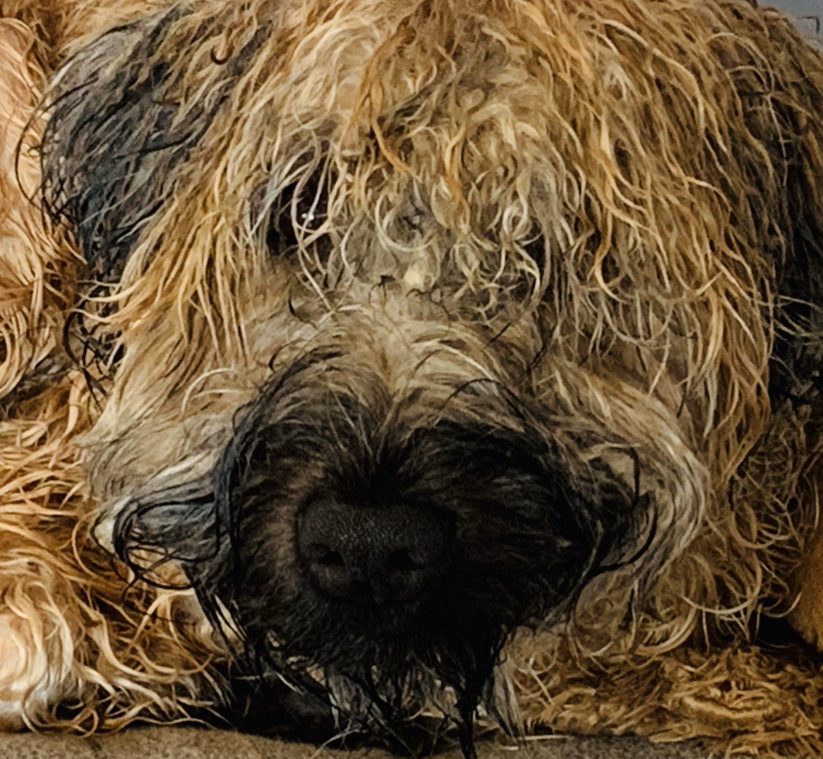 our_wilfred's tweet photo. Baff face #gettingreadyfor Santa https://t.co/Xsd3ttz6ou