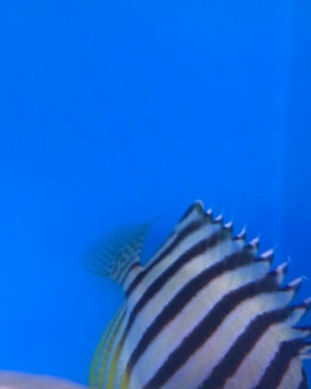 Paracentropyge multifasciata 🐠

This beauty was collected from one of the pristine regions way out at the Coral Sea a few weeks ago. This week we have had some more vibrant beauties and a couple of other special fish arrive... Stay tuned! .
.
.
#para… ift.tt/2rzYAnJ
