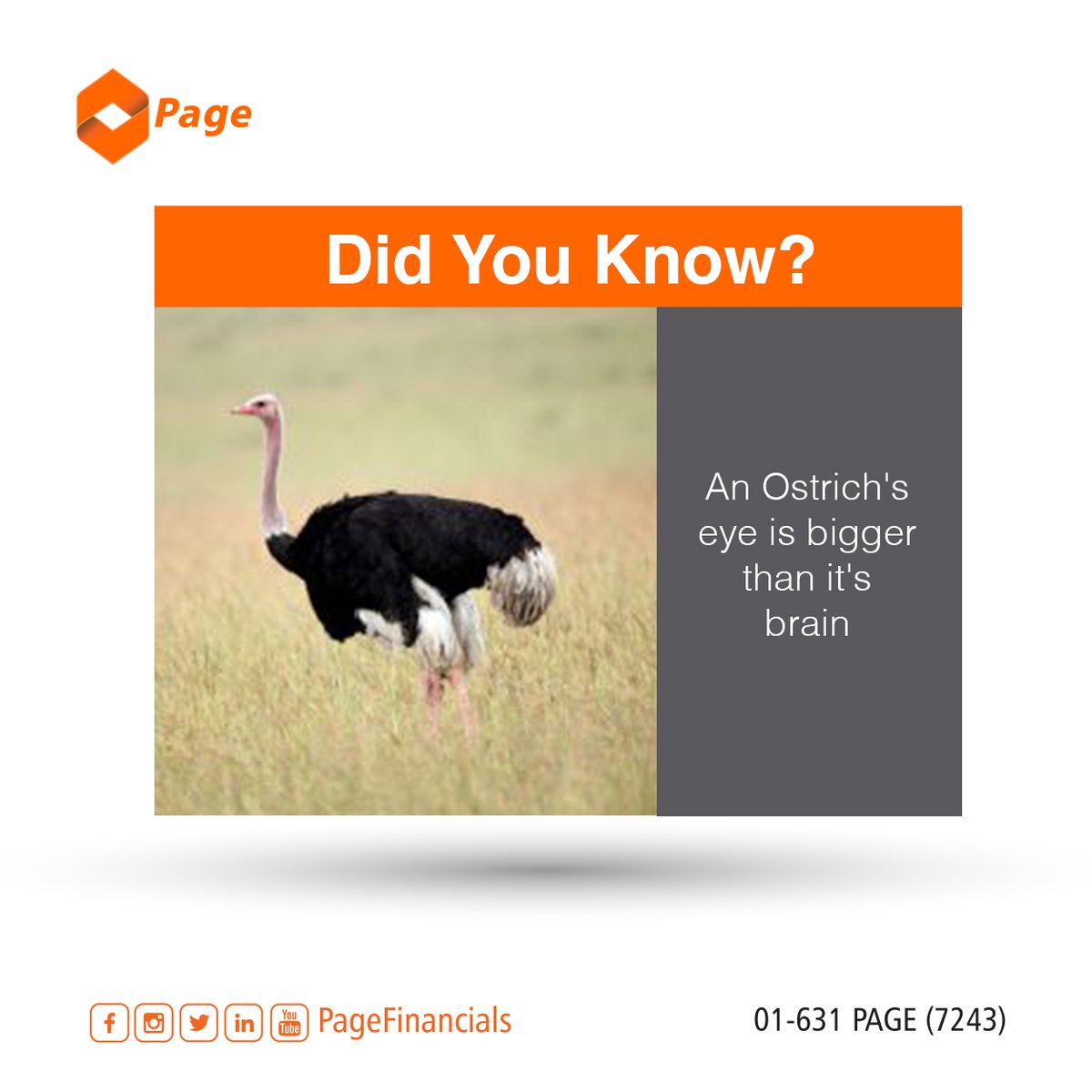 pagefinancials's tweet photo. DID YOU KNOW?
An Ostrich's eye is bigger than its brain.

#PageFinancials #Loans #Investment #WednesdayMorning https://t.co/W3GqApEi8H