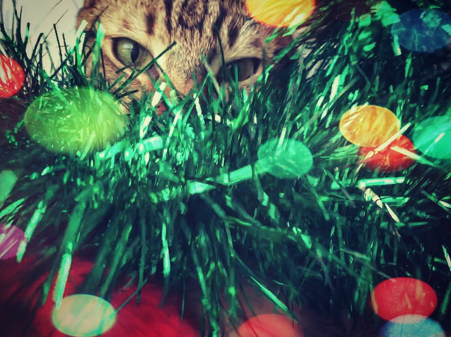 Absolument Chats At Absolumentchats Twitter