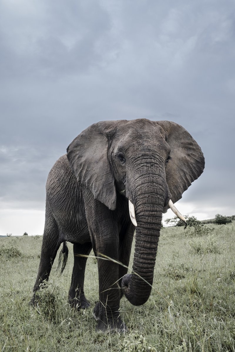 Incredible and majestic scenes on the Masai Mara in Kenya this month. #masaimara #EarthCapture@BBCEarth @WildlifeMag Full post: https://pauljennings.co/blog/2019/12/10/masai-mara-kenya …