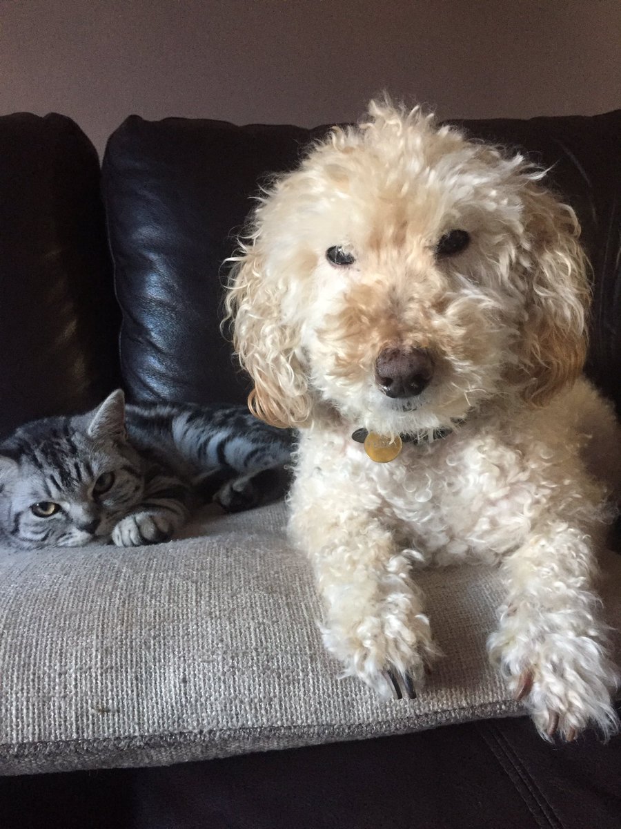 ErinGreenAuthor's tweet photo. Time to write ... my assistants are ready and waiting 🐾🐶🐱 #AmWriting #SendMoreTea #WritingCommunity #WritersCommunity #authorlife https://t.co/yVOTKhPgwb