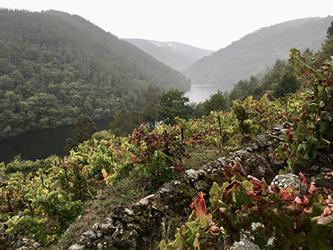 Spanish Wine Lover tweet media