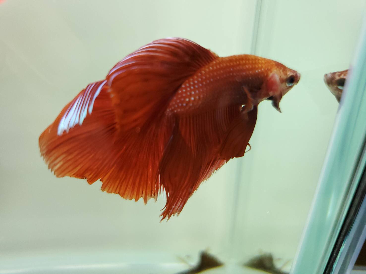 ペットランドあつまれ三ヶ森店 久々にベタを スーパーデルタレッド ファンシーハーフムーン ブルーバタフライハーフムーン プラガットハーフムーンキャンディ 最近冷えてきたので 松かさ病にならないように 気をつけてください 熱帯魚 ベタ T Co