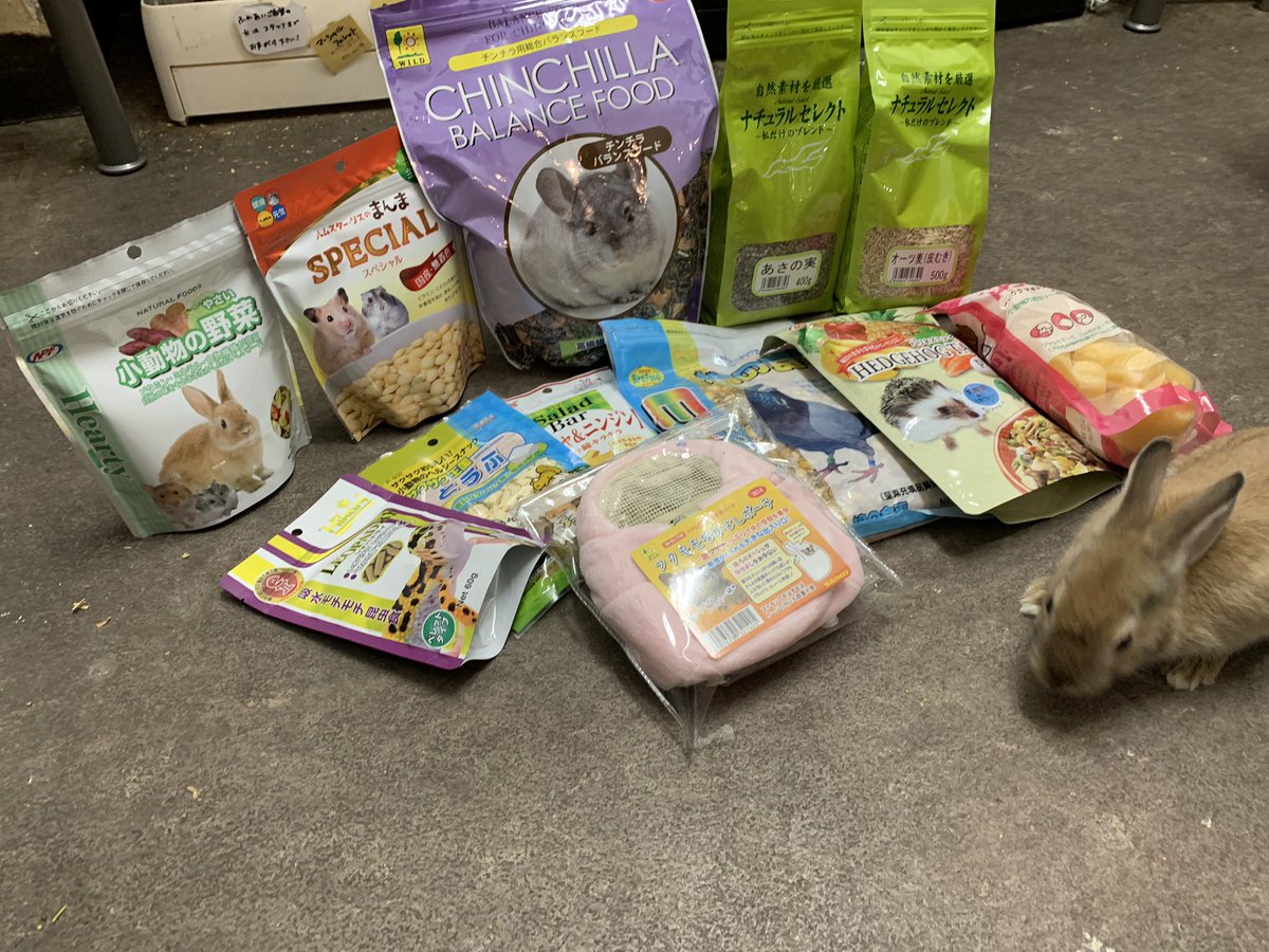 ふくろうカフェricky仙台店スタッフ みなさんから頂いた募金でおやつやハンモックなど購入してきました いつもたくさんの募金ありがとうございます W フェレットのハンモックの柄クマさんなんですがめちゃめちゃに可愛くないですか