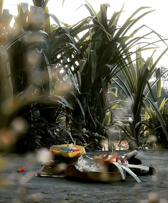 MYantiara's tweet photo. Rahajeng Rahina Pagerwesi.
#rahajengpagerwesi #pagerwesi #balineseculture #culture #ceremony #hindubali #hindu #Hinduism  #blessed  #Blessings  #BlessedAndGrateful  #vacation #vacanze #travel #traveling #holiday #bali #balibagus #bali #baliisland #islandlife #islandvibes https://t.co/2M6M4gLPd8