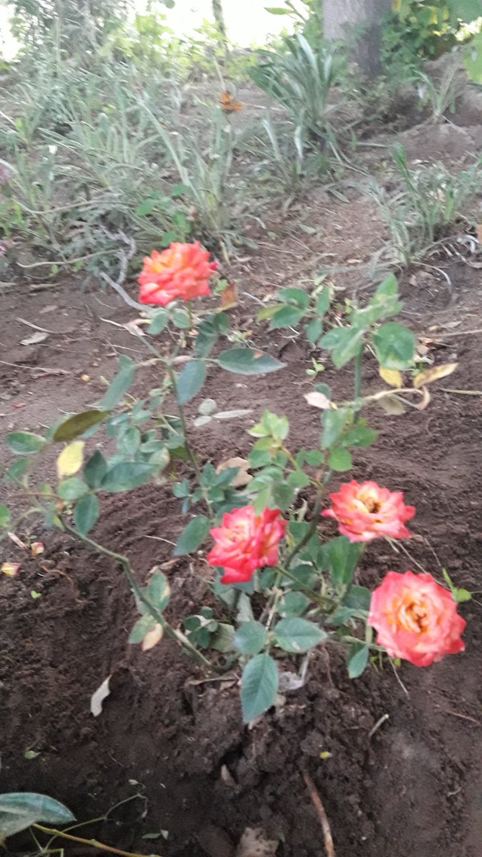 Susy Salinas 0908🌹💐🏵🌺🌼💗🐈🐱 (@angelasusanasa3) on Twitter photo 