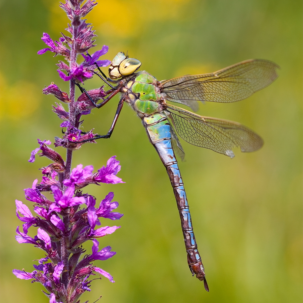 vlinderNL's tweet photo. Het is weer tijd voor wat kleur! #MijnNatuurBlijft #grotekeizerlibel #BlueEmperor Deze prachtige foto is van #ChristopheBrochard. https://t.co/U79mDld2c3