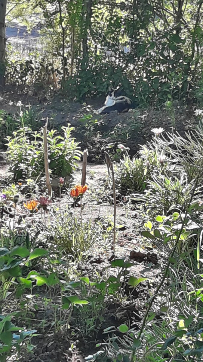 Susy Salinas 0908🌹💐🏵🌺🌼💗🐈🐱 (@angelasusanasa3) on Twitter photo 