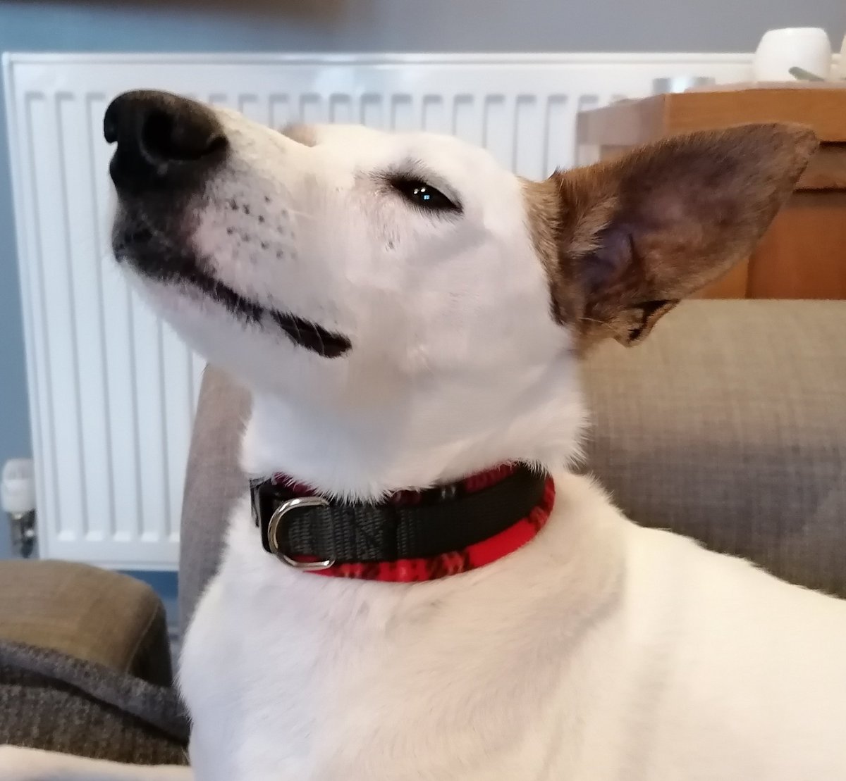 DazDogsbyjayne's tweet photo. 👋Everyone. Not been on for a bit been amazingly busy with Etsy. Am covered in snood fluff after a massive order. Lots new stuff coming in new year. Hope all is well. Xxxx #houndsoftwitter #dogs #handmadebyme #handmadehour https://t.co/LLW6Ay24Gn