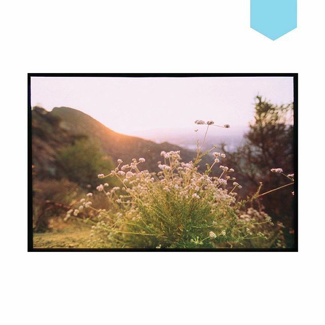 radowlstudio's tweet photo. Fuji Velvia + Canon Rebel + Nikon Coolscan IV
June 2013 | Los Angeles, California
+
Does being so busy this time of year mean I’m adulting well or not so well?
+
Image description: Photo of a plant with little white flowers in the foreground and the sun … https://t.co/jMU7aFUO2l https://t.co/bDkV03HkN6