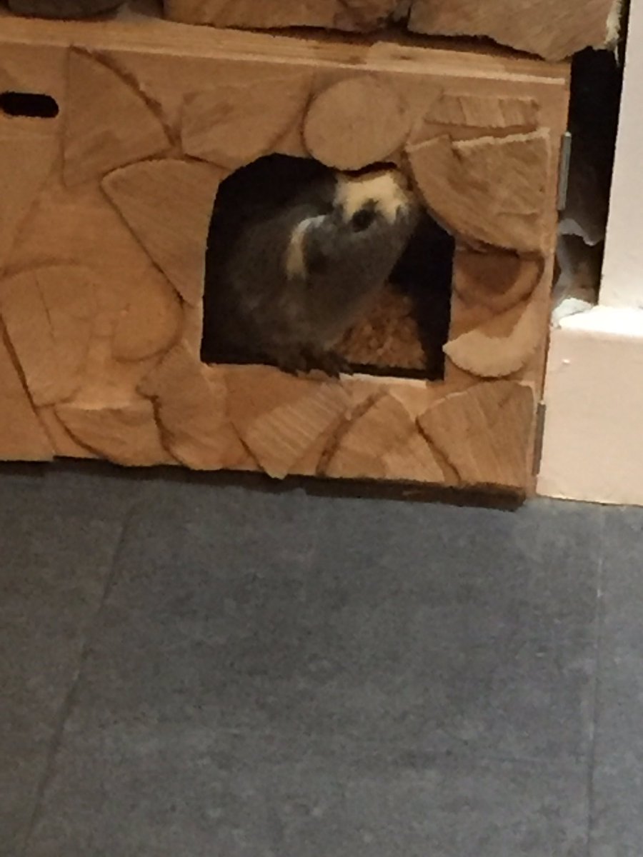 badgerbumble's tweet photo. I am the ruler of this den #myden #pleasebringsnacks #MrBumble https://t.co/RRSed4qOQI