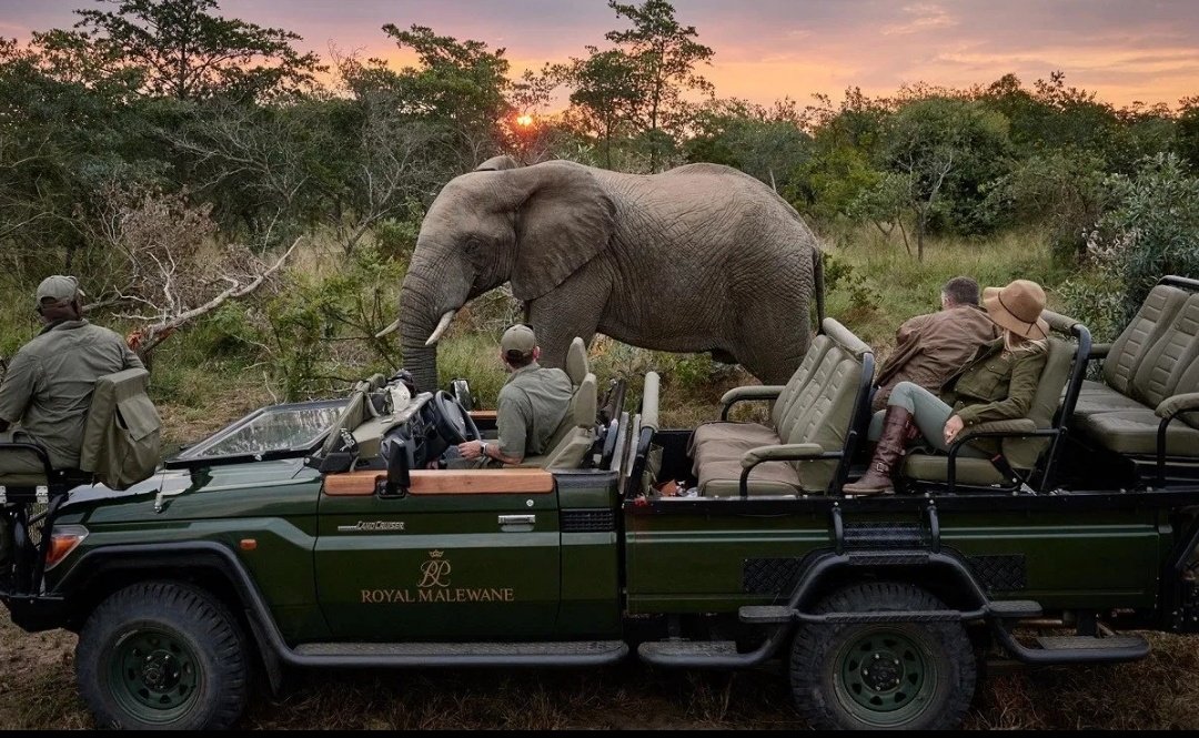 BushBreaks's tweet photo. Stuck in #JHBTraffic? Use this time to start planning your next #BushBreak and this could be your next traffic jam experience... https://t.co/BswAAiLEDE