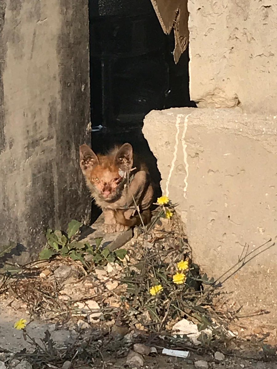 via_LeahHarding's tweet image. Doha friends! ADOPTION NEEDED! I caught this kitten this morning at Al Jazeera. I named her Jazz. She is at the vet now (I have paid the initial bills) but I can't keep her. DM me if you are interested in adopting or financially supporting this little lady. @QAWSQATAR