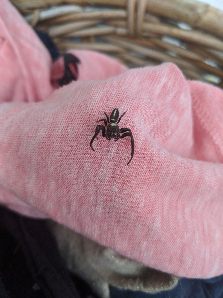 Caroline Moul (@moulcaroline) on Twitter photo Ok biologist/zoologist/ecologist friends...what is this? <a href="/LizyLowe/">Dr Lizzy Lowe</a> @AustralianSpider Ok biologist/zoologist/ecologist friends...what is this? <a href="/LizyLowe/">Dr Lizzy Lowe</a> @AustralianSpider