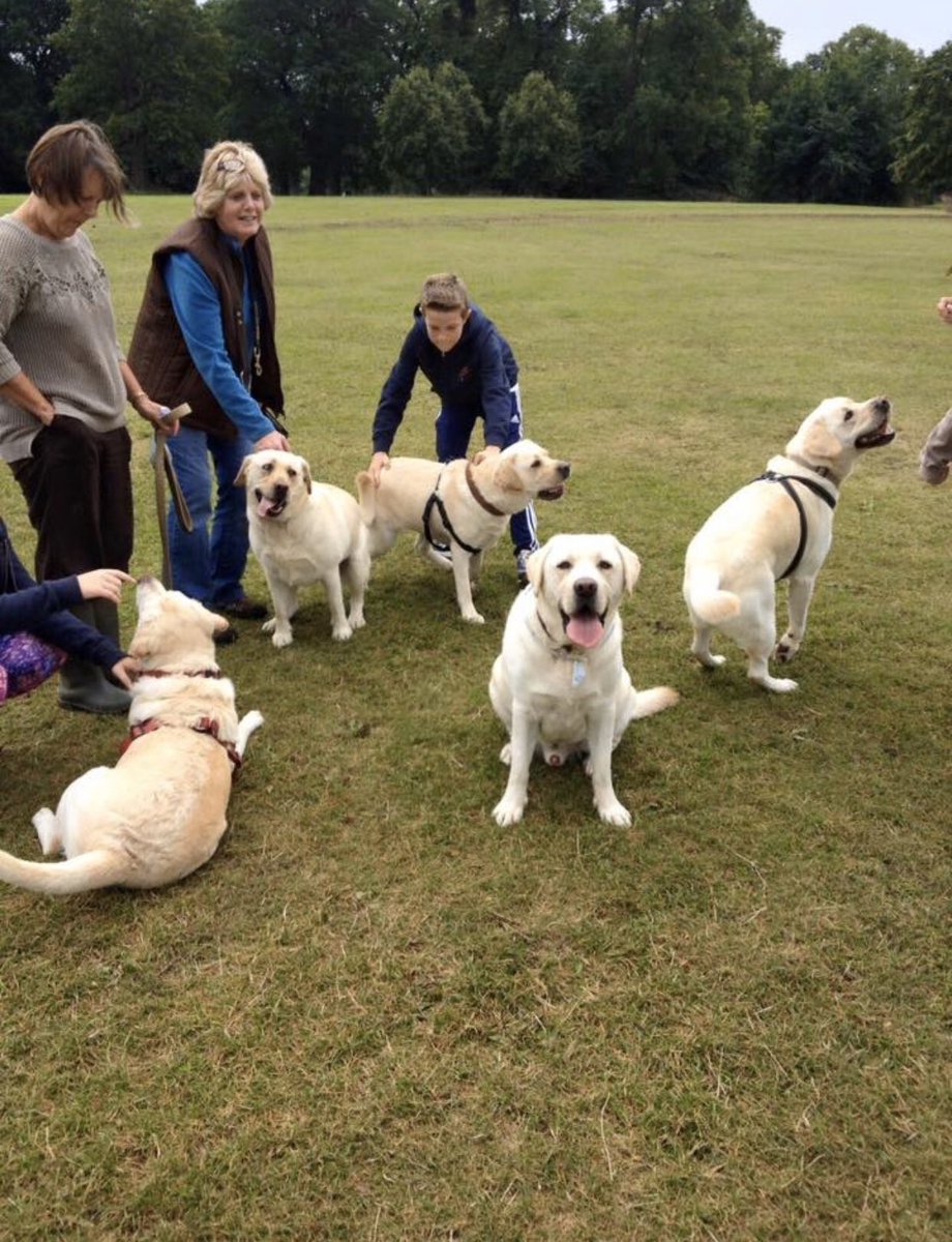 NicNic711's tweet photo. Happy 7th Birthday to Benson and his gorgeous siblings #mudsponge #cleverboy #kind #loving #patient #handsome #everybodylovesbenson https://t.co/63CE1T2rii