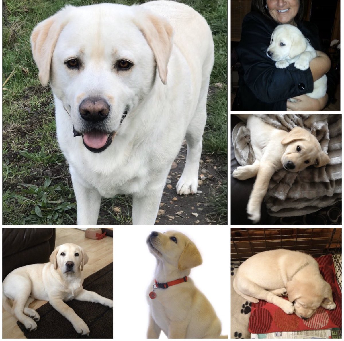 NicNic711's tweet photo. Happy 7th Birthday to Benson and his gorgeous siblings #mudsponge #cleverboy #kind #loving #patient #handsome #everybodylovesbenson https://t.co/63CE1T2rii