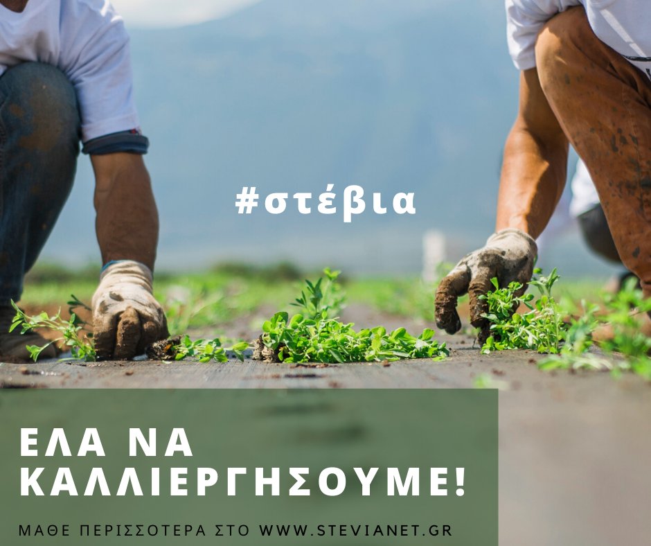 "ΕΛΑ ΝΑ ΚΑΛΛΙΕΡΓΗΣΟΥΜΕ"🌱🚜
Μπες κι εσύ στην ομάδα στεβιοκαλλιεργητών.
Λάβε συνεχή επιστημονική υποστήριξη, δυνατότητα ένταξης σε συμβολαιακή καλλιέργεια και ευκαιρία για ανάπτυξη στον τόπο σου.
Δες αν πληροίς τις προϋποθέσεις, εδώ:
steviahellas.coop