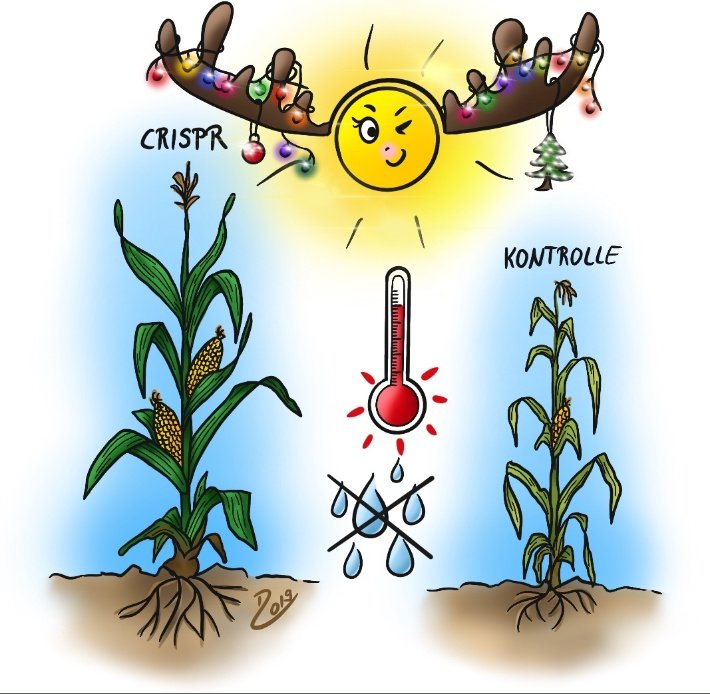 Day 11: #CRISPRing corn so it can grow better under dry conditions! Find out more about this promising attempt to sustain crops through prolonged dry periods, which are set to increase due to climate change -&gt; bit.ly/36sn1lZ #CRISPRcalendar #cropsmatter #growprogress
