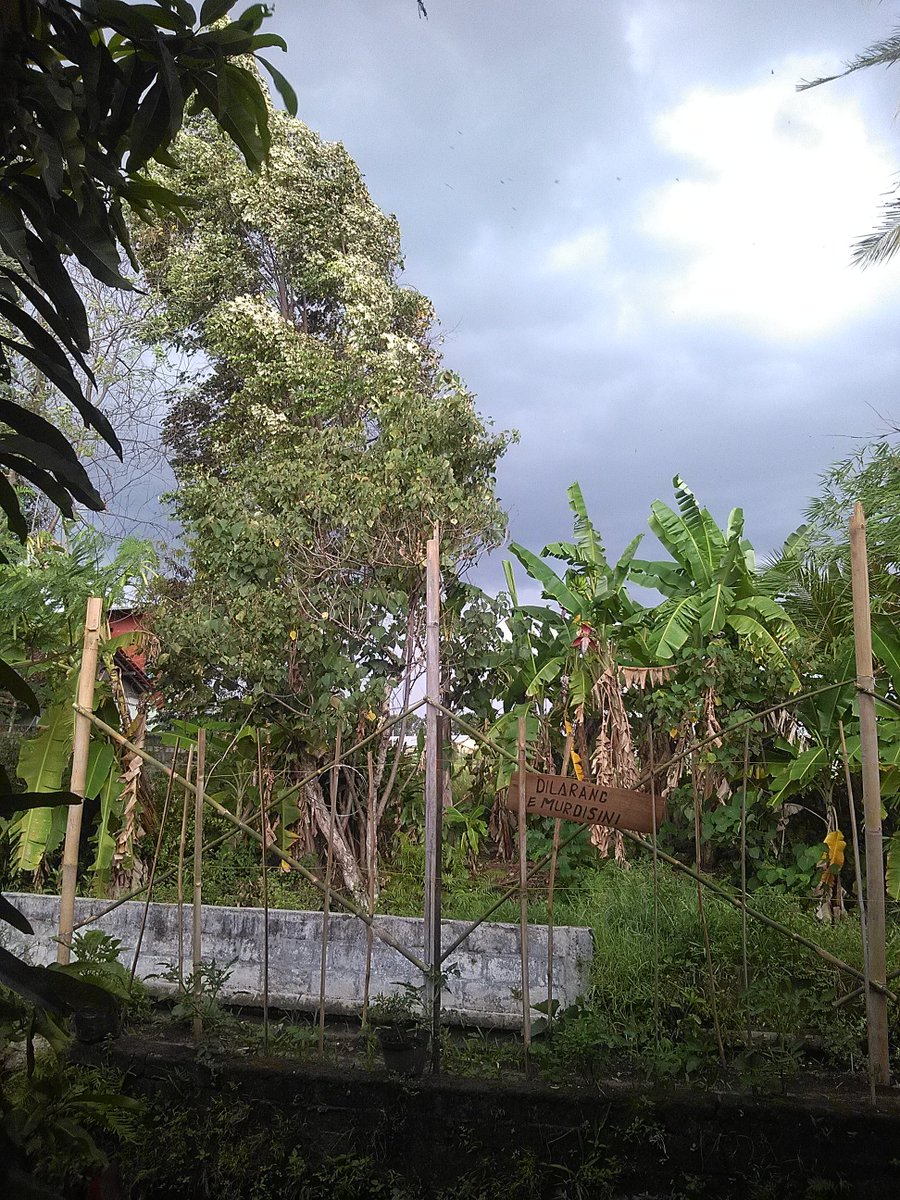 JogjaUpdate's tweet photo. 14:30 Nogotirto lik, angin e mobat mabit.. marai bleduk e mubal.. jarak pandang e hanya sebatas teman.  
@Ardiyazi 
https://t.co/0aJla8tAWK