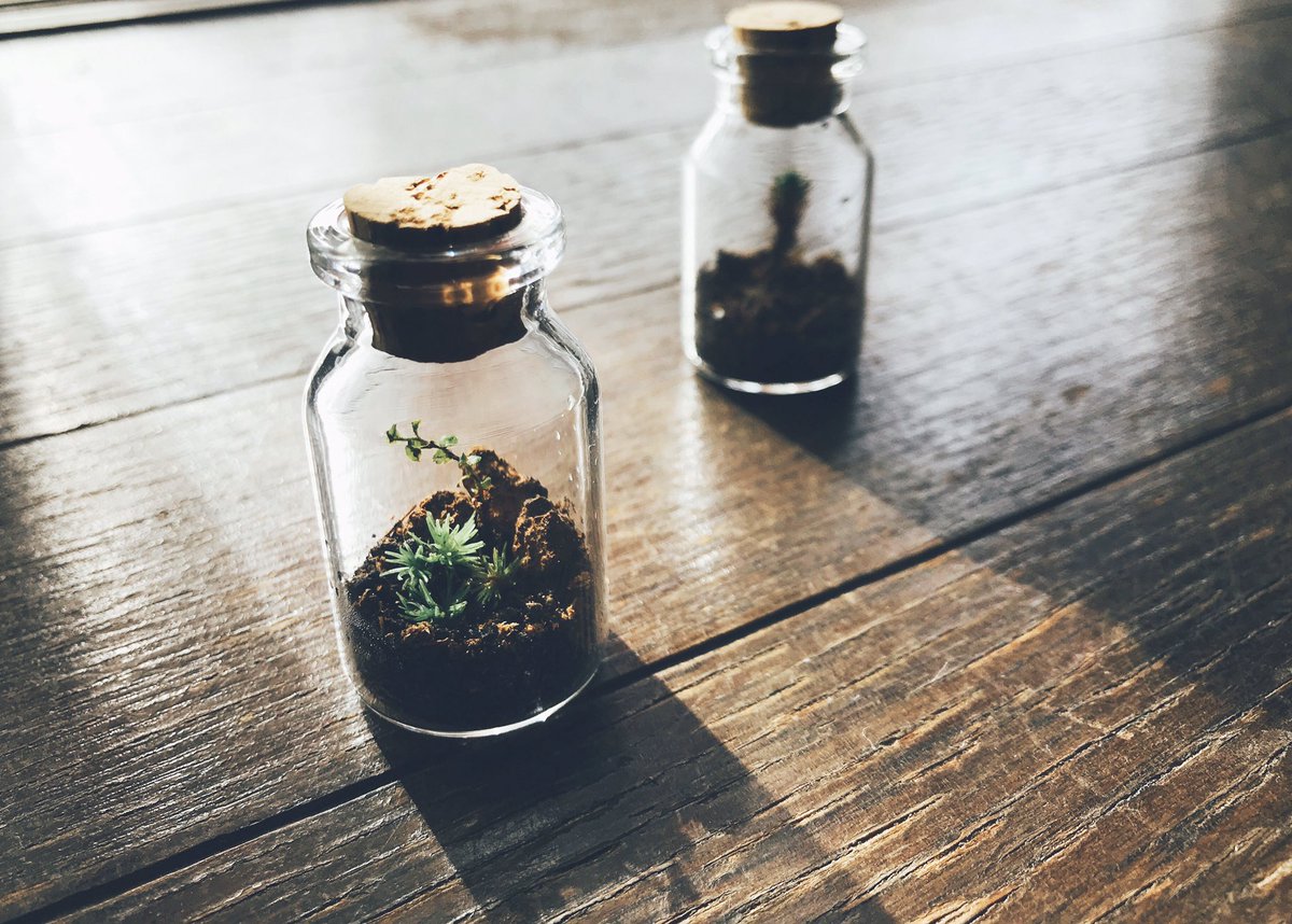 eno_coromoss's tweet photo. 豆テラ。 #苔 #コケ #moss #テラリウム #terrarium #豆テラリウム #miniterrarium https://t.co/PLHrX46OBN